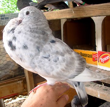 De werkduif, onmisbaar voor de haagse til