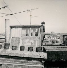 Tilkroppers beter als Spaanse diefkroppers?