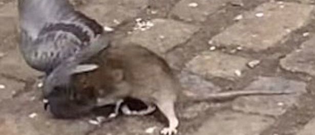 Muizen en ratten erger als roofvogels