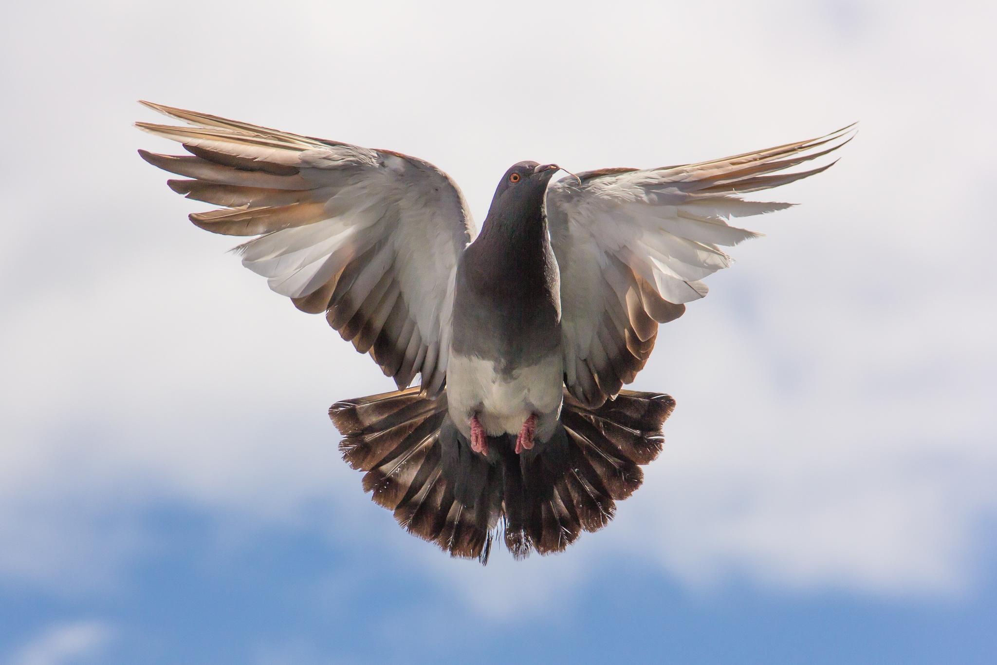 Postduif in de lucht